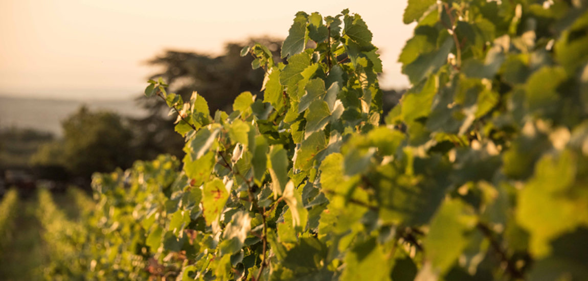 Clos-St-Mrc-Diaporamas_0003s_0002_clos-saint-marc-les-vignes-4