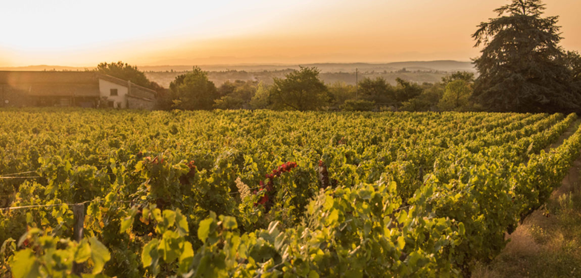 Clos-St-Mrc-Diaporamas_0003s_0003_clos-saint-marc-les-vignes-3